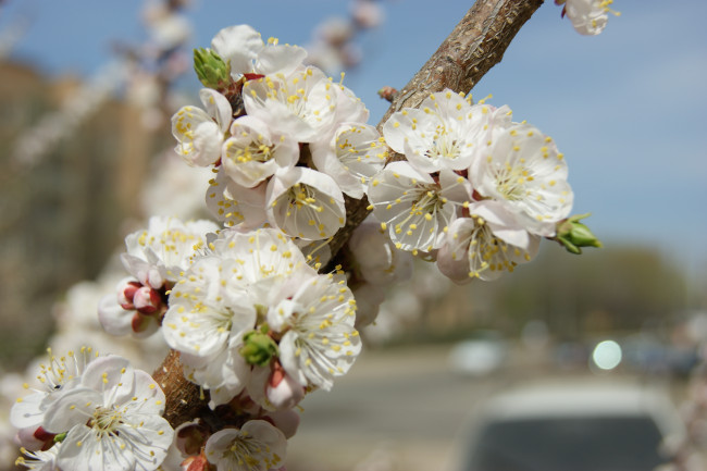 Обои картинки фото цветы, цветущие, деревья, кустарники, ветка, листочки, небо