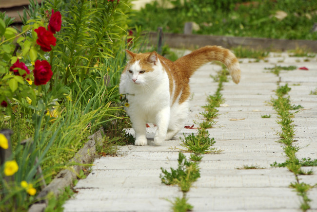 Обои картинки фото животные, коты, трава, цветы