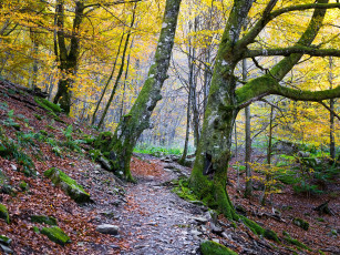 Картинка природа дороги осень тропинка лес