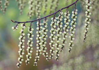 Картинка природа макро фон висюльки ветка