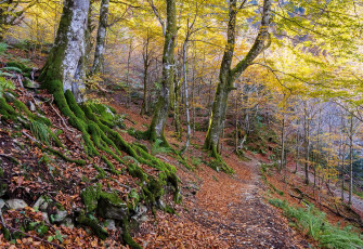 Картинка природа дороги тропинка лес осень