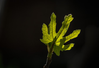 Картинка природа листья макро свет лист фон тёмный