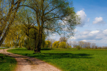 Картинка природа дороги тракт лес