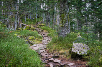 Картинка природа дороги тропинка лес осень