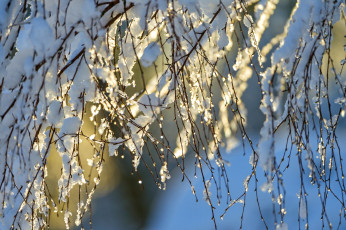 Картинка природа макро снег ветки зима свет небо