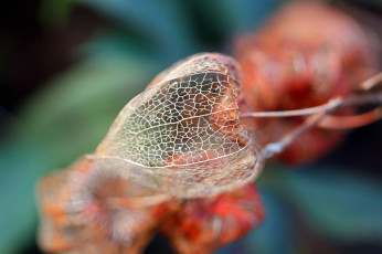 Картинка природа макро сухая жилки семенная коробочка