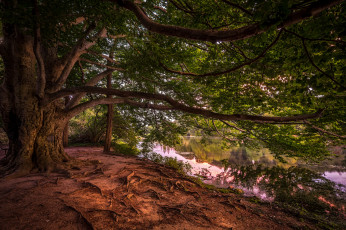 Картинка природа реки озера река лес