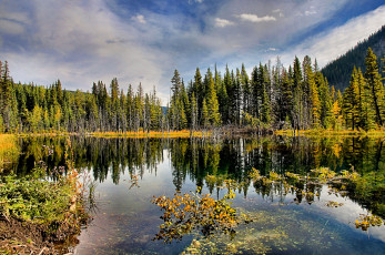 Картинка природа реки озера отражение река лес