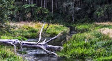 Картинка природа реки озера река лес