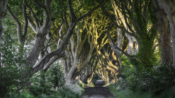 Картинка природа дороги деревья