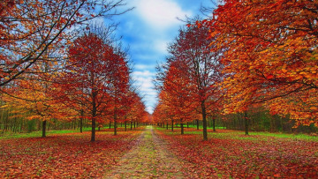 Картинка природа дороги осень листва тракт лес