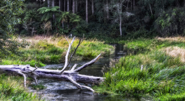 Обои картинки фото природа, реки, озера, река, лес