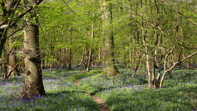 Обои картинки фото природа, дороги, тропинка, лес