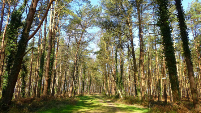 Обои картинки фото природа, дороги, тропинка, лес