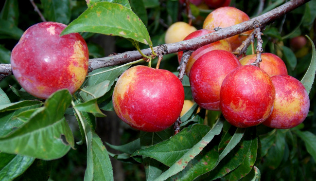 Обои картинки фото природа, плоды, ветка, яблоки