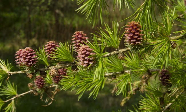 Обои картинки фото природа, шишки,  жёлуди,  каштаны, иголки, сосна