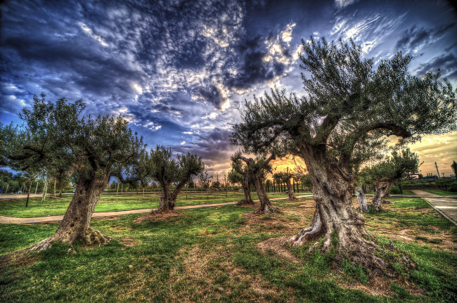 Обои картинки фото природа, деревья, поле