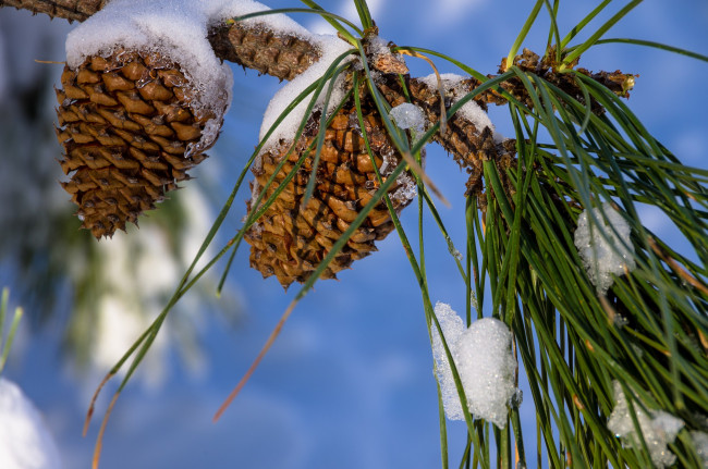 Обои картинки фото природа, шишки,  жёлуди,  каштаны, иглы, снег, сосна