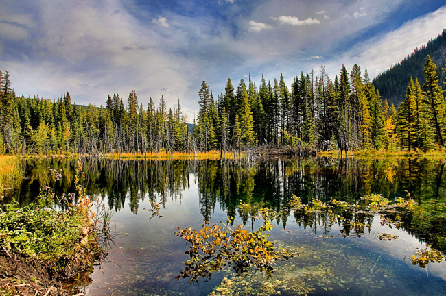 Обои картинки фото природа, реки, озера, отражение, река, лес