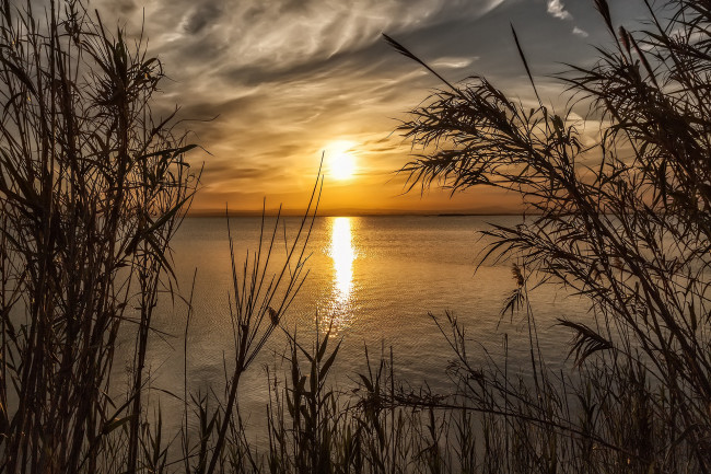 Обои картинки фото природа, восходы, закаты, сумерки, тростник, светило, облака