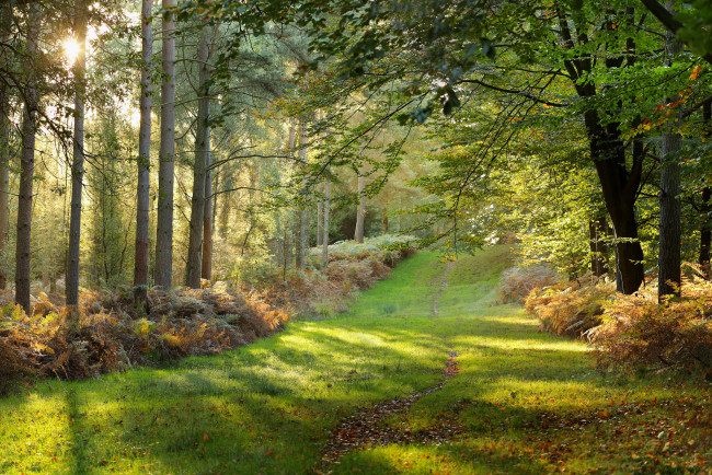 Обои картинки фото природа, дороги, осень, тропинка, лес