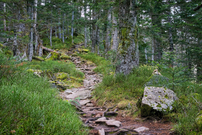 Обои картинки фото природа, дороги, тропинка, лес, осень