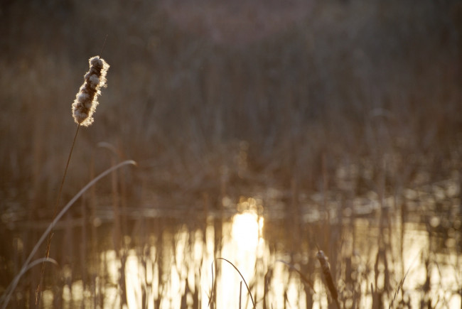 Обои картинки фото природа, макро, размытие, золотой, свет, водоём, колосок, стебель, растение