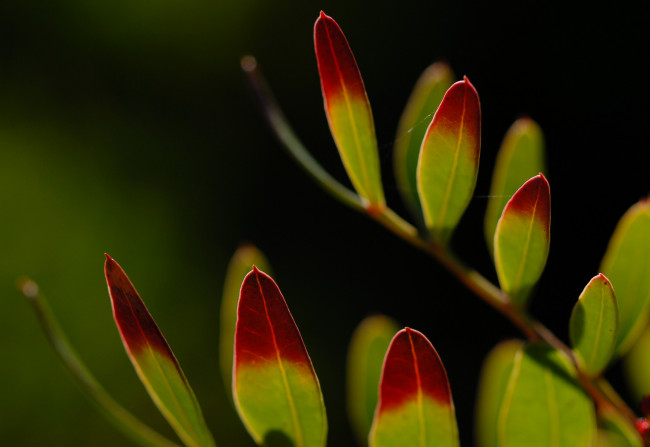 Обои картинки фото природа, листья, макро, фон