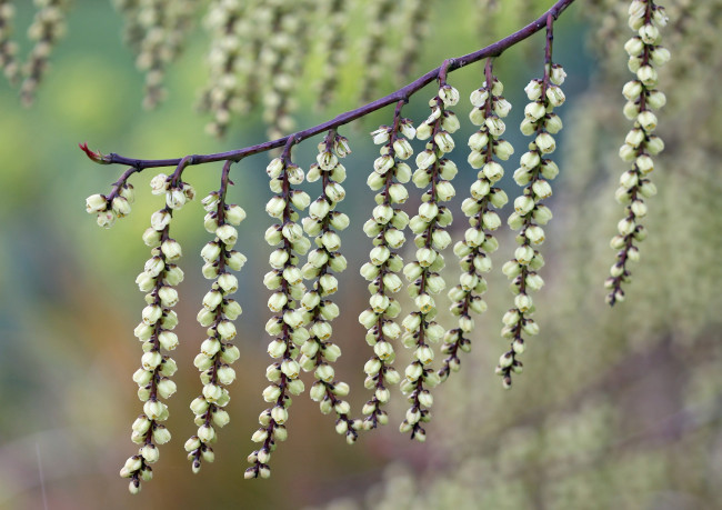 Обои картинки фото природа, макро, фон, висюльки, ветка