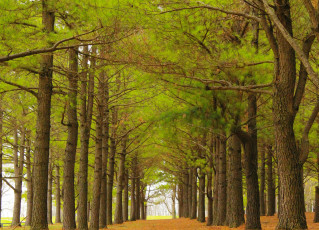 Картинка природа парк аллея