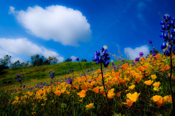 Картинка природа луга трава цветы