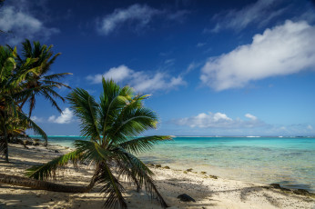 Картинка природа тропики курорт