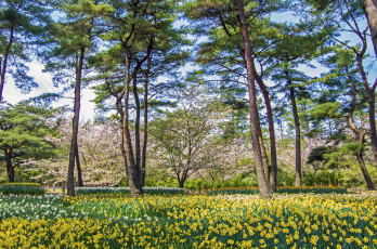 Картинка природа лес опушка