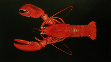 Картинка еда рыба +морепродукты +суши +роллы омар