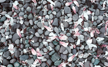 Картинка природа камни +минералы много лепестки камешки