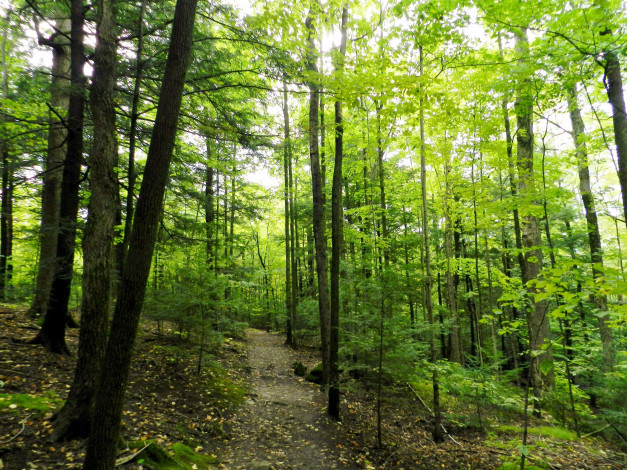 Обои картинки фото природа, лес, тропинка, деревья