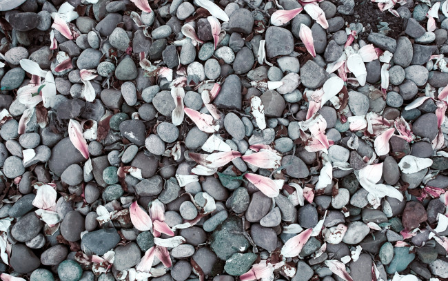 Обои картинки фото природа, камни,  минералы, много, лепестки, камешки