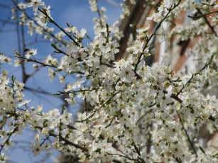 Картинка цветы цветущие+деревья+ +кустарники весна 2018