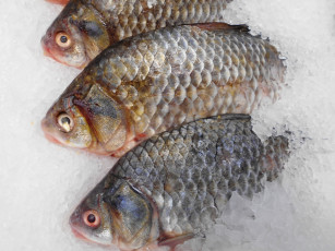 Картинка еда рыба +морепродукты +суши +роллы