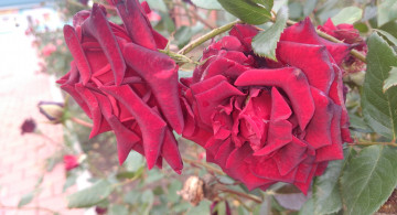 Картинка цветы розы красные