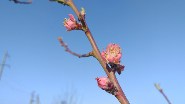 Обои картинки фото цветы, цветущие деревья ,  кустарники, персик