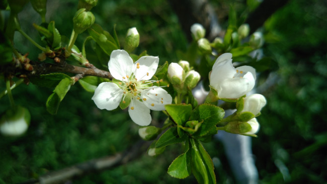 Обои картинки фото цветы, цветущие деревья ,  кустарники, весна, 2018