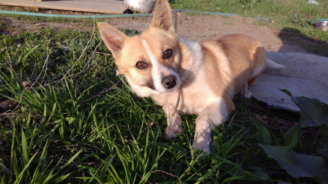 Обои картинки фото животные, собаки, рыжая, собака