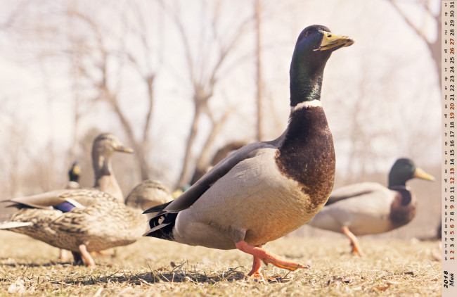 Обои картинки фото календари, животные, птица