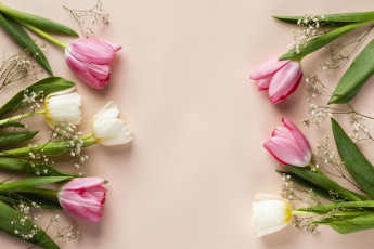 Картинка цветы тюльпаны разноцветные бутоны