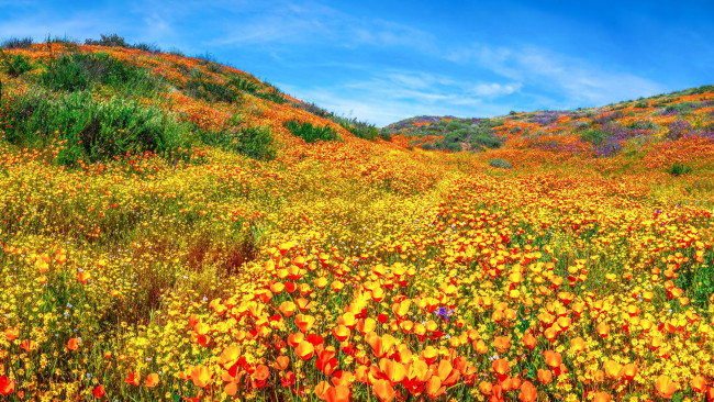 Обои картинки фото природа, луга, лето, луг, трава, цветы