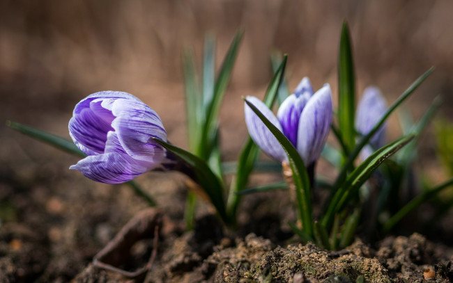Обои картинки фото цветы, крокусы, первоцветы, весна, полосатые