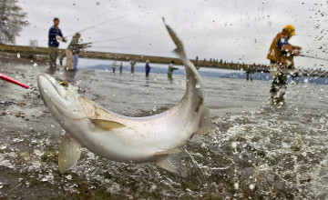 обоя разное, рыбалка,  рыбаки,  улов,  снасти, рыба, брызги, рыбаки, озеро