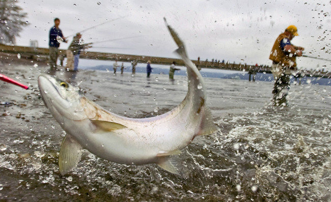 Обои картинки фото разное, рыбалка,  рыбаки,  улов,  снасти, рыба, брызги, рыбаки, озеро