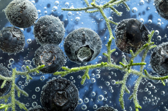 Картинка еда голубика +черника ягоды черника вода макро